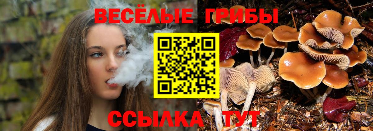 Псилоцибиновые грибы мицелий Новотроицк